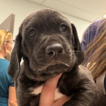 Peter Pan -  Hound and Mixed Breed Dog for Adoption in Durango, Colorado - Peter Pan | PetCurious
