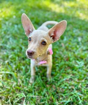 Cami -  Chihuahua Dog for Adoption in Gulfport, Mississippi - Cami | PetCurious
