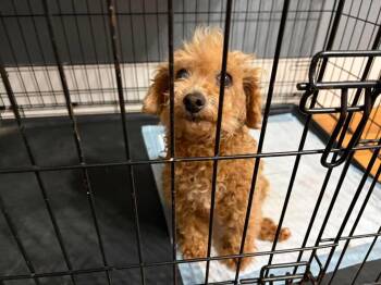 SPONSOR OR FOSTER ME - Honey -  Poodle Dog for Adoption in Grafton, Wisconsin - SPONSOR OR FOSTER ME - Honey | PetCurious