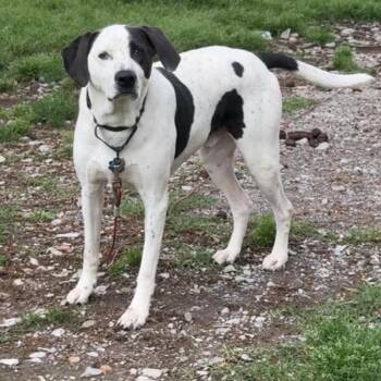 German Shorthaired Pointer Dogs Available for Adoption in Brainerd, Minnesota - Perry | PetCurious