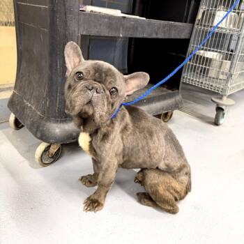 Muggles -  French Bulldog Dog for Adoption in Northbrook, Illinois - Muggles | PetCurious