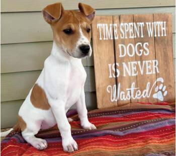 Jack Russell Terrier Dogs Available for Adoption in Walker, Louisiana - Golden Pup | PetCurious