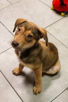 Labrador Retriever Dogs Available for Adoption - Einsteinium | PetCurious