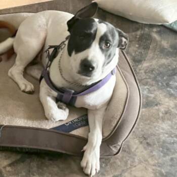 American Staffordshire Terrier and Mixed Breed Dogs Available for Adoption - Gigi | PetCurious