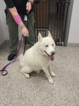 Siberian Husky and Mixed Breed Dogs Available for Adoption in Gastonia, North Carolina - Falkro | PetCurious