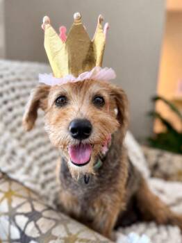 Annie Eleanor Evergreen Bound -  Border Terrier and Norfolk Terrier Dog for Adoption in Friendswood, Texas - Annie Eleanor Evergreen Bound | PetCurious