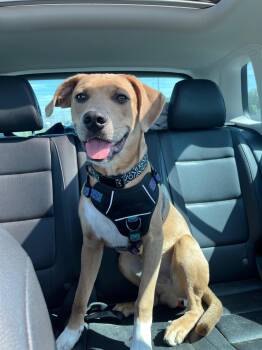 Rescue Mixed Breed Dogs for Adoption in Saskatoon, Saskatchewan - Joey | PetCurious