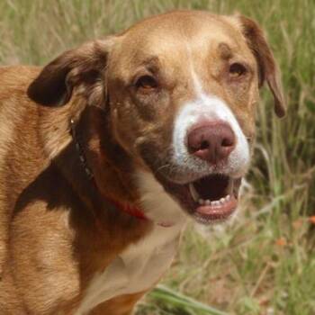 Luna -  Shepherd Dog for Adoption in Kingman, Arizona - Luna | PetCurious
