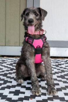 Andi -  Wirehaired Terrier and Labrador Retriever Dog for Adoption in Savage, Minnesota - Andi | PetCurious