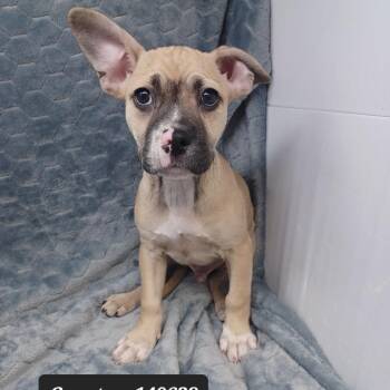 Coastan -  Terrier Dog for Adoption in New Tazewell, Tennessee - Coastan | PetCurious