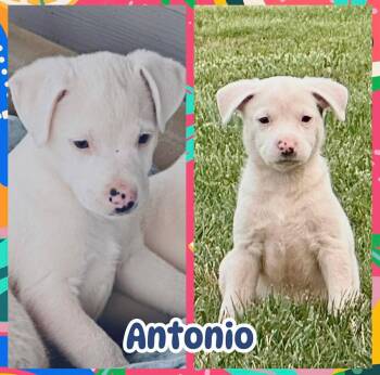 Antonio -  Labrador Retriever Dog for Adoption in Ringwood, New Jersey - Antonio | PetCurious