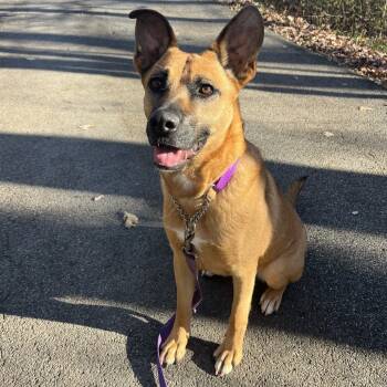 Rescue German Shepherd Dog Dogs for Adoption in Walden, New York - Egypt | PetCurious