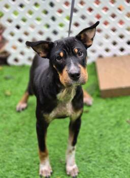 Paco -  Mixed Breed Dog for Adoption in Blairstown, New Jersey - Paco | PetCurious