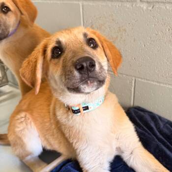 Jeanette -  Anatolian Shepherd Dog for Adoption in Goleta, California - Jeanette | PetCurious