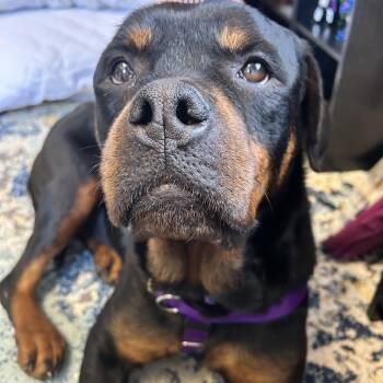 Rottweiler Dogs Available for Adoption - Becca Bear | PetCurious