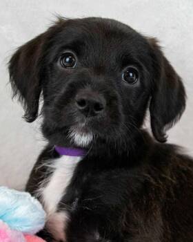Kate -  Labrador Retriever and Terrier Dog Available for Adoption in Kennesaw, Georgia - Kate | PetCurious