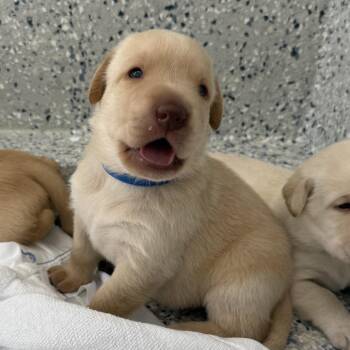 Dylan -  Yellow Labrador Retriever Dog for Adoption in Freeport, Florida - Dylan | PetCurious