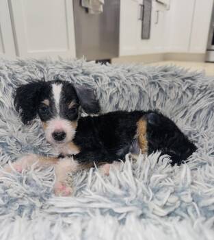 Saga -  Bernese Mountain Dog and Poodle Dog for Adoption in Valrico, Florida - Saga | PetCurious