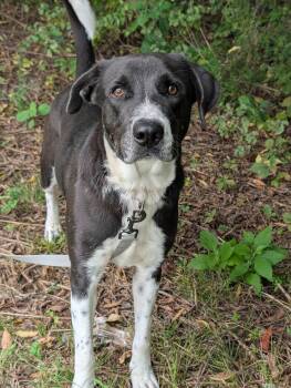 Lake -  Labrador Retriever and Hound Dog for Adoption in Mt. Juliet, Tennessee - Lake | PetCurious