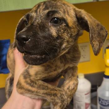 Doc -  Mixed Breed Dog for Adoption in Bend, Oregon - Doc | PetCurious