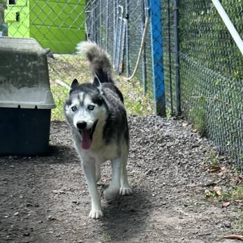 Jack Sparrow -  Husky Dog for Adoption in Newport, North Carolina - Jack Sparrow | PetCurious