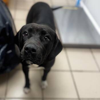 Terrier and Hound Dogs Available for Adoption - Molly | PetCurious