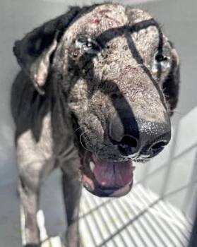 Labrador Retriever and Mixed Breed Dogs Available for Adoption in Houston, Texas - A656860 | PetCurious