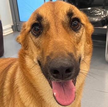 Albie -  Shepherd and Collie Dog for Adoption in Toronto, Ontario - Albie | PetCurious