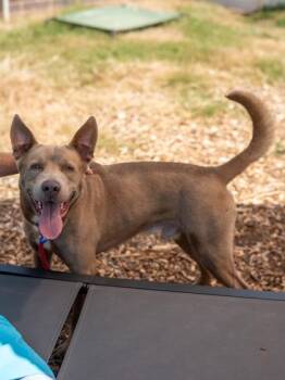 Smoke -  Mixed Breed Dog for Adoption in Chamblee, Georgia - Smoke | PetCurious