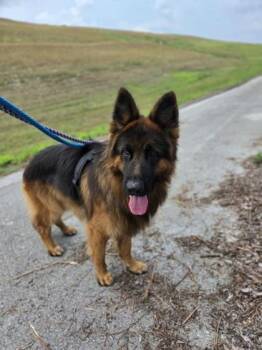 Achilles -  German Shepherd Dog and Mixed Breed Dog for Adoption in Key West, Florida - Achilles | PetCurious