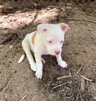 Rescue Pit Bull Terrier Dogs for Adoption - ODINA | PetCurious