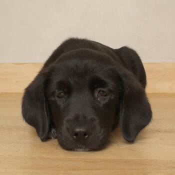 Quinn D71390 -  Black Labrador Retriever and Golden Retriever Dog for Adoption in Minnetonka, Minnesota - Quinn D71390 | PetCurious