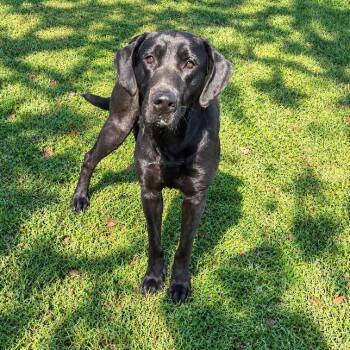 Scrappy -  Labrador Retriever Dog for Adoption in Valdosta, Georgia - Scrappy | PetCurious