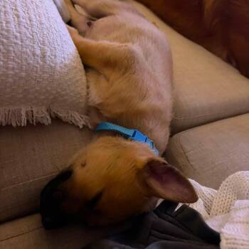 Swedish Fish D70458 -  Yellow Labrador Retriever Dog for Adoption in Minnetonka, Minnesota - Swedish Fish D70458 | PetCurious