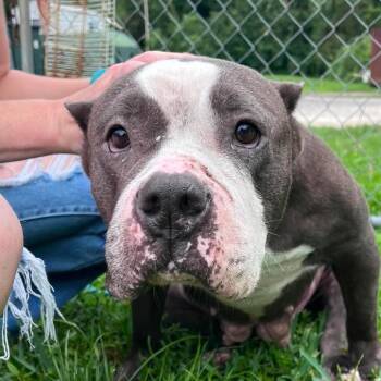 Gemma (Charlotte) -  Mixed Breed Dog for Adoption in Jacksonville, Florida - Gemma (Charlotte) | PetCurious