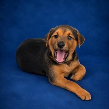 Hound and Labrador Retriever Dogs Available for Adoption in Heber Springs, Arkansas - Raine | PetCurious
