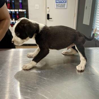 Underdog -  Pit Bull Terrier and Mixed Breed Dog for Adoption in Livingston, Texas - Underdog | PetCurious