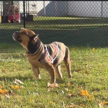 BEAUREGARD BUTTERBEAN -  Terrier Dog for Adoption in Waterford, New Jersey - BEAUREGARD BUTTERBEAN | PetCurious