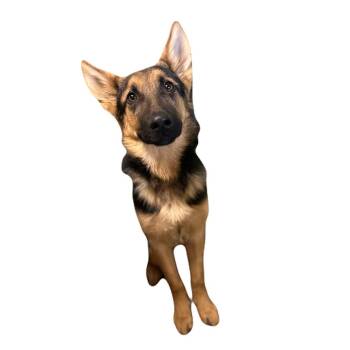 Kipland -  German Shepherd Dog Dog for Adoption in Red Bluff, California - Kipland | PetCurious