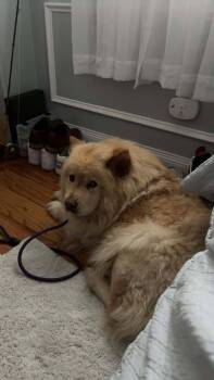 Chow Chow Dogs Available for Adoption in Bayport, New York - Angel | PetCurious