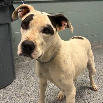 Labrador Retriever Dogs Available for Adoption in Greenville, South Carolina - Jasmine | PetCurious