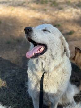 Rescue Great Pyrenees Dogs for Adoption in Hortense, Georgia - Bunny | PetCurious