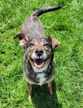 Piper -  Husky and Shepherd Dog Available for Adoption in Lisbon, Ohio - Piper | PetCurious
