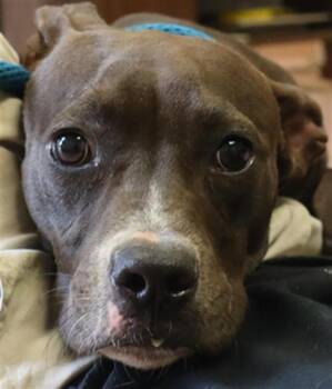 Rescue Mixed Breed Dogs for Adoption in Columbia, South Carolina - BUFFY | PetCurious