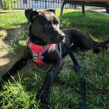 Astra -  Mixed Breed Dog for Adoption in Philadelphia, Pennsylvania - Astra | PetCurious