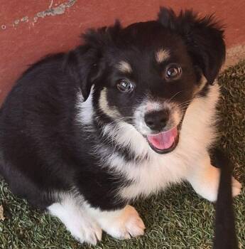Jasmine -  Chihuahua and Terrier Dog for Adoption in Carrollton, Texas - Jasmine | PetCurious