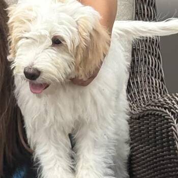 Daphne -  Standard Poodle and Golden Retriever Dog for Adoption in Homewood, Illinois - Daphne | PetCurious