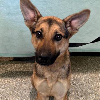 IVHS-Stray-142853 -  German Shepherd Dog Dog for Adoption in San Gabriel, California - IVHS-Stray-142853 | PetCurious