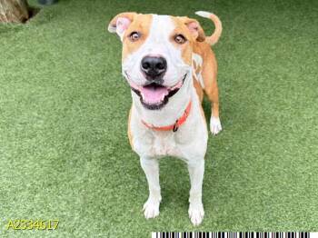 HUGHIE -  Mixed Breed Dog Available for Adoption in West Palm Beach, Florida - HUGHIE | PetCurious