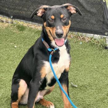 Joey -  Mixed Breed Dog for Adoption in Canton, Illinois - Joey | PetCurious